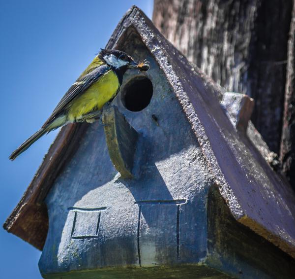 Vogelhuisje met koolmees