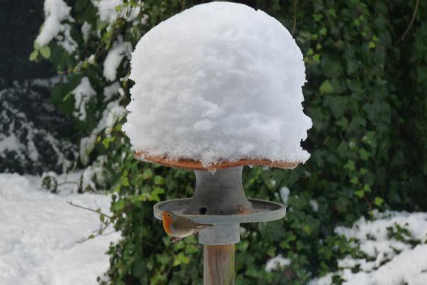 Voedertafel met roodborstje in de sneeuw