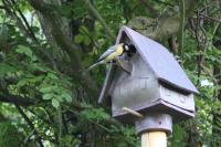 Vogelhuisje met bewoner in d Ars Longatuin in Achter Drempt. Lente 2013. 